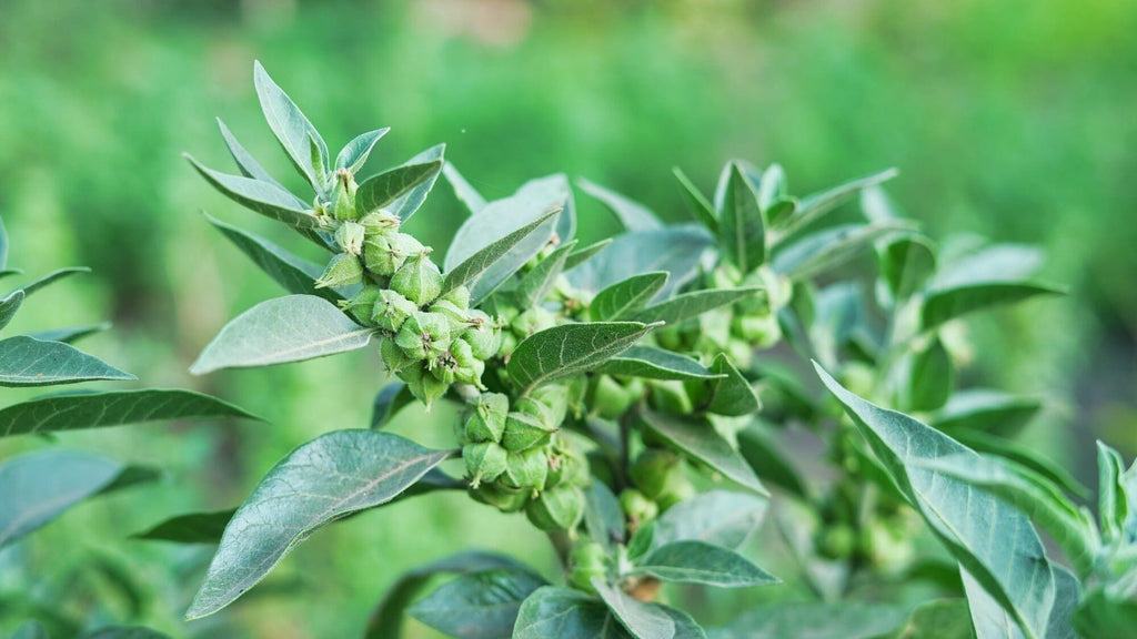 Ashwagandha plant