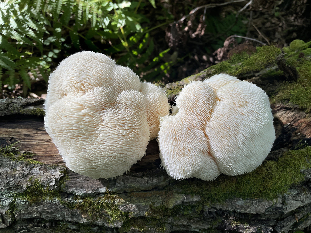 lion's mane mushroom